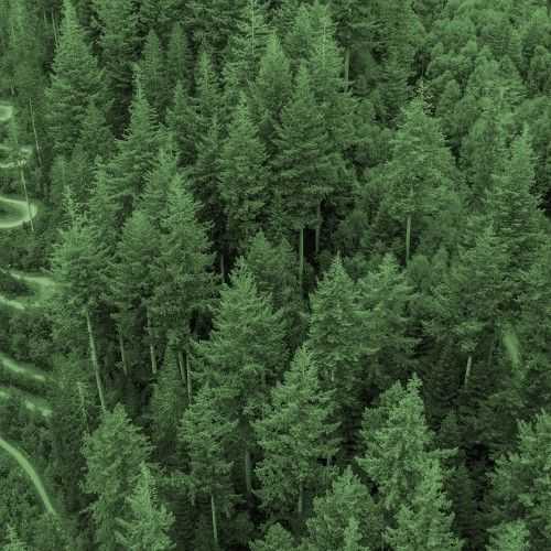 Storm Darragh damage | Difrod Storm Darragh